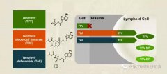 替诺福韦艾拉酚胺(TAF)III期研究效果展现：96周无耐药，病毒抑制强